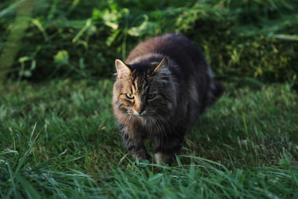 A pretty Norwegian Forest Cat runs through a mown meadow in the evening light