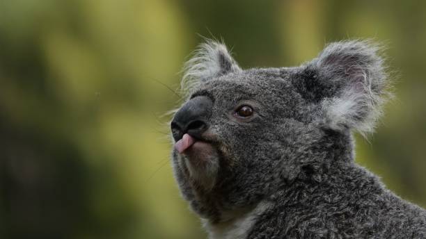 istock Koala with tongue out 2166102842
