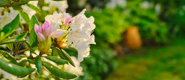 A series of photos of rhododendron in garden