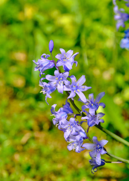Bluebell - Scilla siberica, blue flowers in late spring