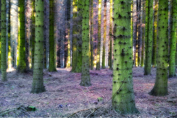 An image of a Pine forest at sunrise