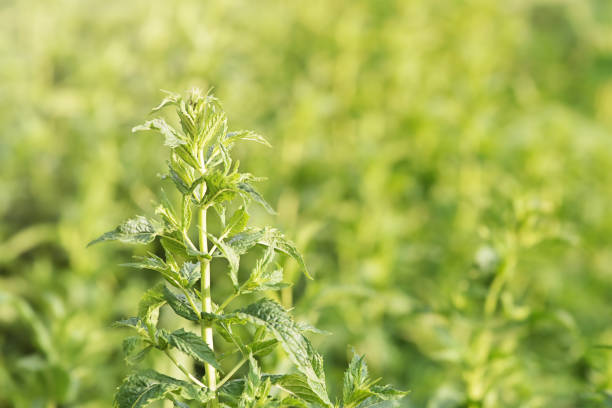 istock Mint plant thin focus line on blurred natural green background. 2166105224