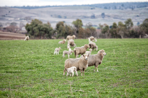 istock Ewes and young lambs in a paddock 2166111425