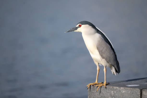 The pond heron standing quietly by the lake