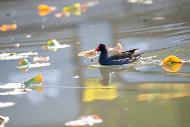 The Black Chicken in the Lake