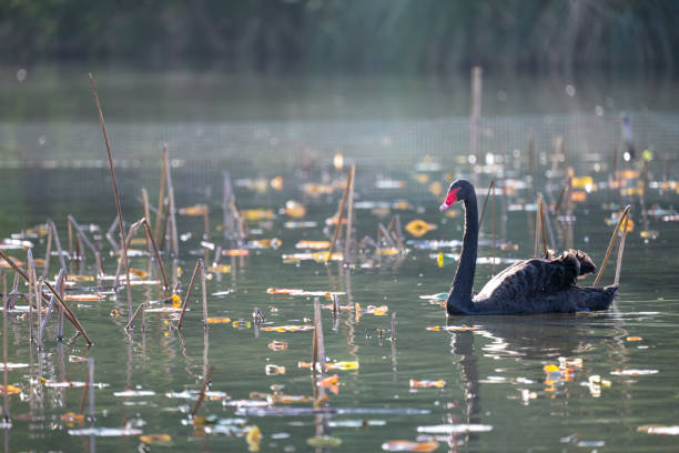 A Black Swan reflected creating the shape of a Butterfly