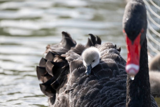 The dark sky in the lake with cute little geese