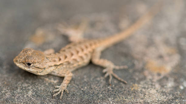 istock Coast Range Fence Lizard Hatchling. Mountain View, Santa Clara County, California. 2166113606