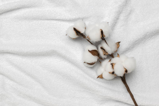 istock Cotton Branch on White Fabric Background - Natural, Soft, and Minimalist 2166115062
