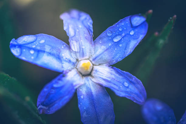 Just a photo of a garden flower