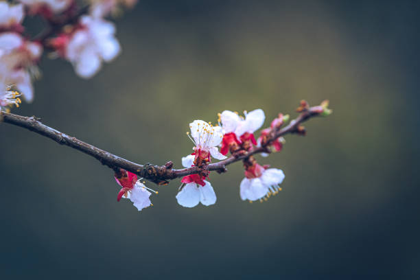 Just a photo of a crerry tree blooming in spring