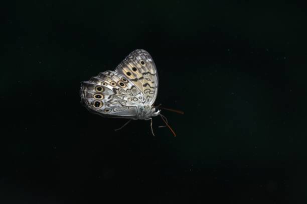 A Goschkevitschi's Labyrinth (Neope goschkevitschii). A butterfly endemic to Japan, its wings are brown with yellow circular patterns.