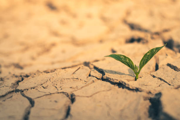 istock Growth of trees in drought crisis, Living with tree drought. 2166118667