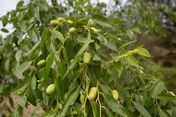 Jujube fruits on trees