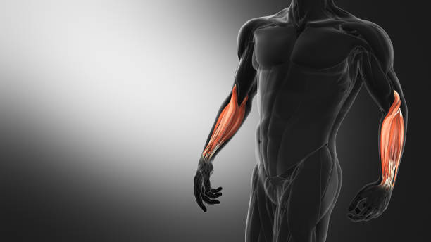 istock Anatomy of the Forearm Muscles 2166126295