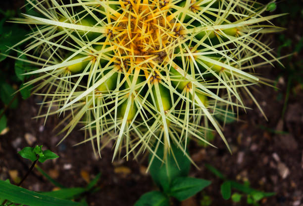 Cactus with large needles. Mexican cactus.