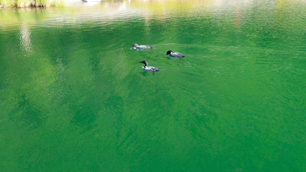 Three common loons enjoy the calm waters of Long Lake, Alaska