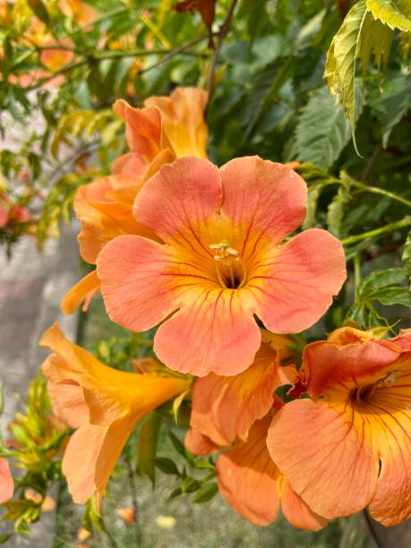 istock Korean trumpet creeper 2166127962