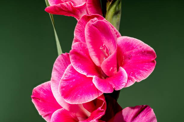 istock Blooming pink Gladiolus Invitatie on a green background 2166128967