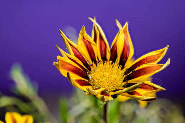 Beautiful Blooming Gazania Big Kiss Yellow Flame on a purple background. Flower head close-up.