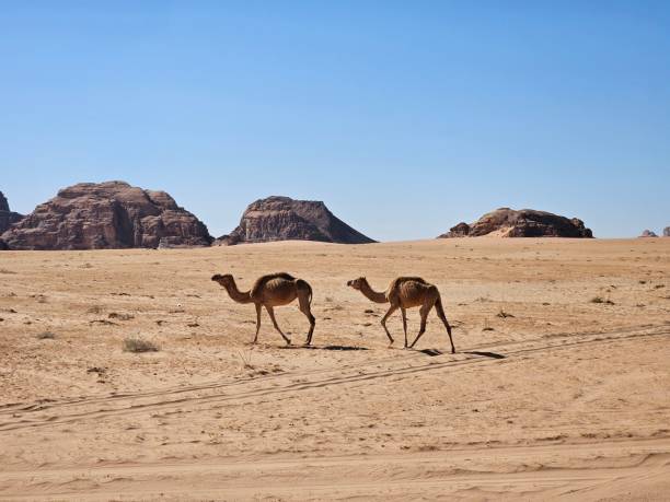 istock Camels in the desert 2166130567
