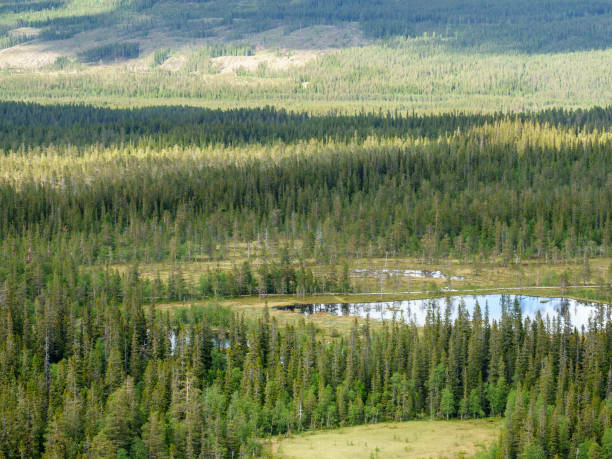 Old growth forest landscape with lakes and bogs