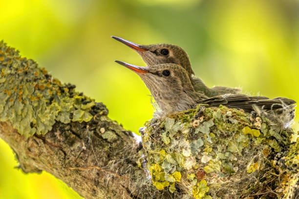 istock Anna's Hummingbird babies waiting mom to feed 2166132636