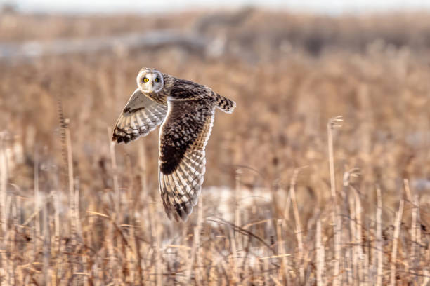 istock short-eared owl flying in winter 2166132642
