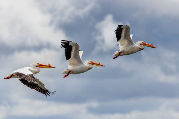 istock American White Pelicans in flight 2166132649