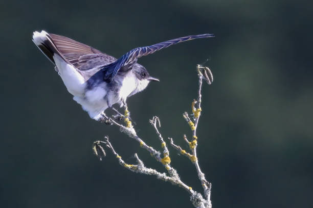 istock Eastern Kingbird starts to fly, British Columbia 2166132654