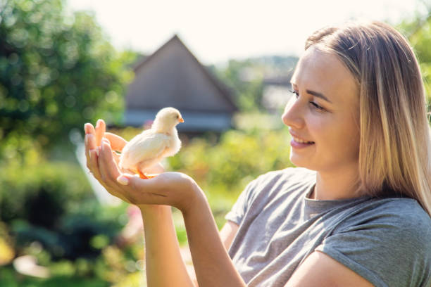 a female farmer holds a small yellow chicken in her hands