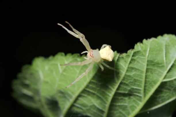 istock White-skinned Azuchigumo (Masked Crab Spider, Thomisus labefactus) spider wearing stylish brown glasses (Wildlife closeup macro photograph) 2166134184