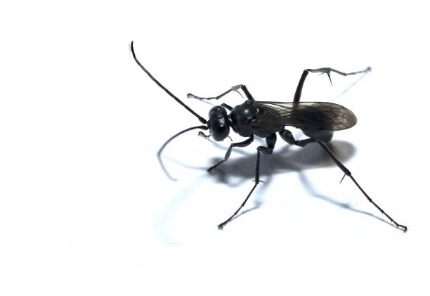 istock Agenioideus cinctellus, spider wasp insect, studio shot, isolated on white background, lateral view 2166136254