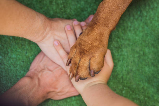 Human hands and dog paw as a team. Fight for animal rights, help animals Human hands and dog paw as a team. Fight for animal rights, help animals. teamwork slogan stock pictures, royalty-free photos & images