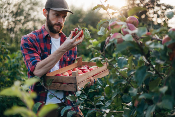 istock Handsome Man Satisfied with Apple Harvest While Collecting Apples in the Orchard 2166136975