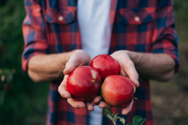 istock Unrecognizable Man Holding Red Juicy Apples in His Hands 2166137154