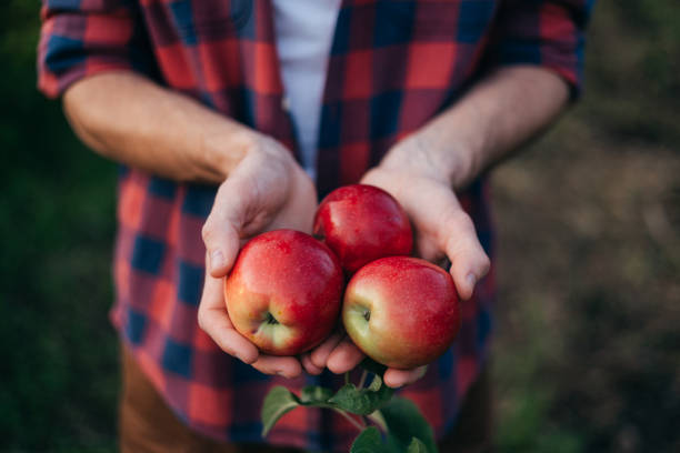 A close-up image of an unrecognizable man holding red juicy apples in his hands. The focus is on the vibrant, fresh apples, emphasizing their ripeness and quality