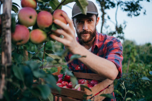 istock Cheerful Young Farmer Collecting Apples into a Crate 2166137241