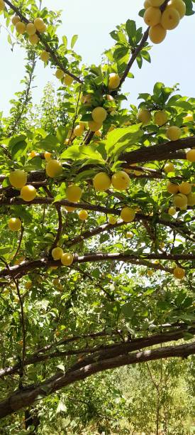 istock Few Bunch of Ripe Yellow Plums( Mirabelle plums) on a Tree. 2166137284