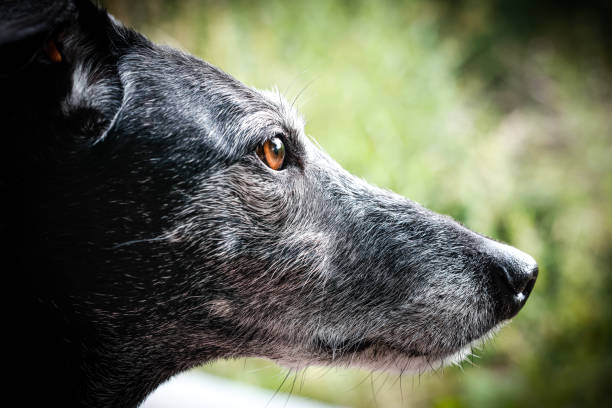 side profile of a black galgo