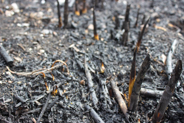 Detailed close-up of charred ground and vegetation remnants after a wildfire