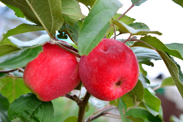 istock two red apples on the tree with green leaves close up 2166137588