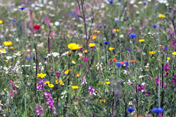 istock Mixed flowers in a meadow with wild flowers. 2166140494