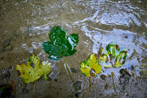 Various leaves drift on wet ground, reflecting the soft ripples created by falling rain in a serene natural environment.