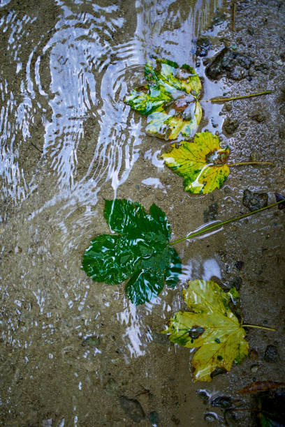 Rainwater droplets beading and falling from a leaf