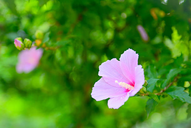 Korea's beautiful Mugunghwa flowers.