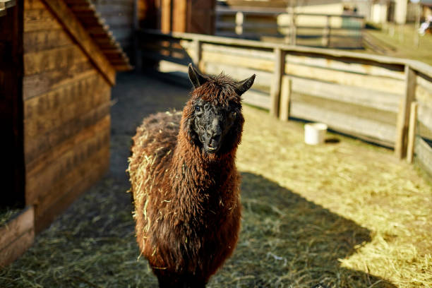 A solitary brown alpaca looks directly at the camera with an inquisitive expression, amidst the rustic setting of a farmyard with wooden fences and a barn.