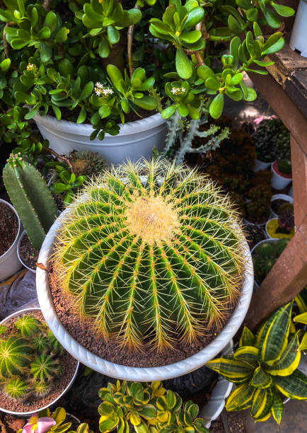 Golden ball cactus in on pot with plants on pot in background