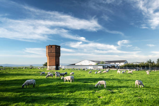Sheep grazing outside a traditional farm barn in the Ukraine west