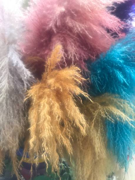 istock Colorful of Feather 2166144776